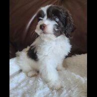 Cockapoo - Both
