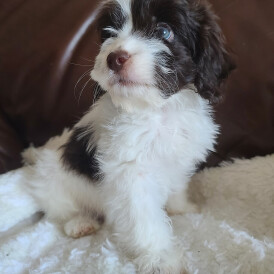 Cockapoo - Both