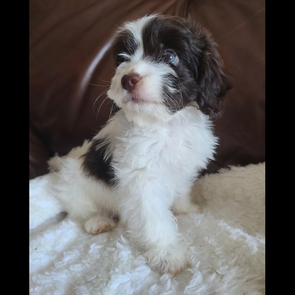 Cockapoo - Both
