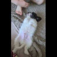 Cockapoo - Both
