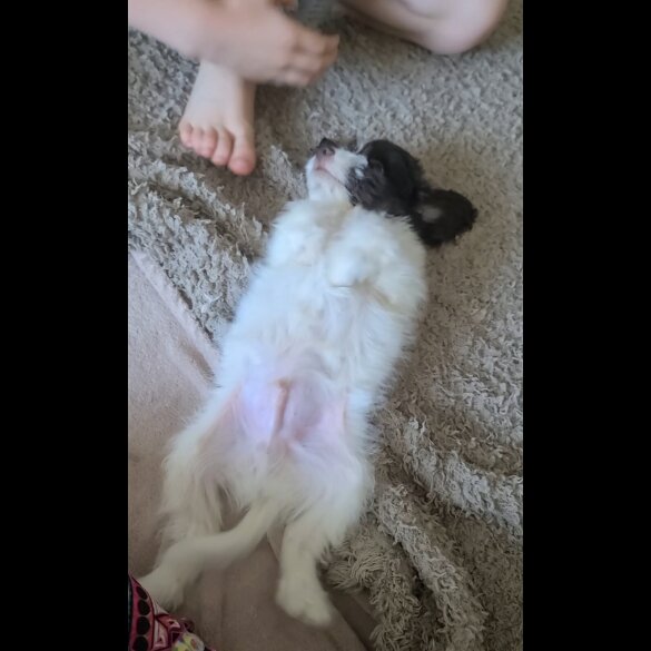 Cockapoo - Both