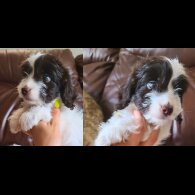 Cockapoo - Both