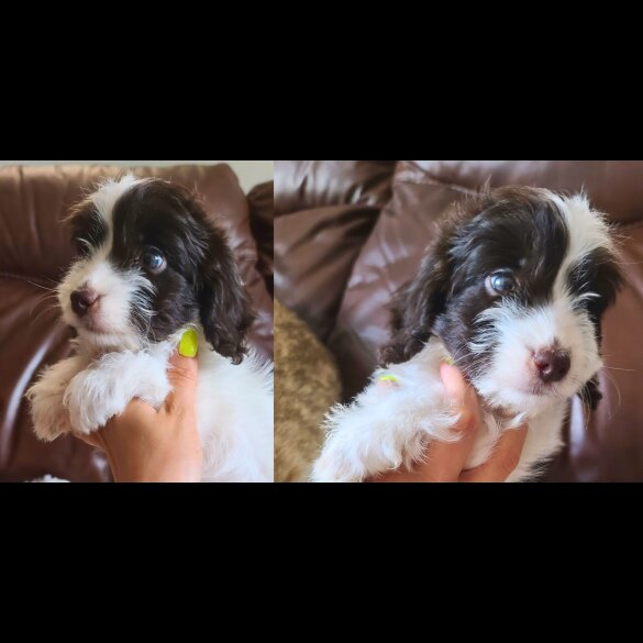 Cockapoo - Both