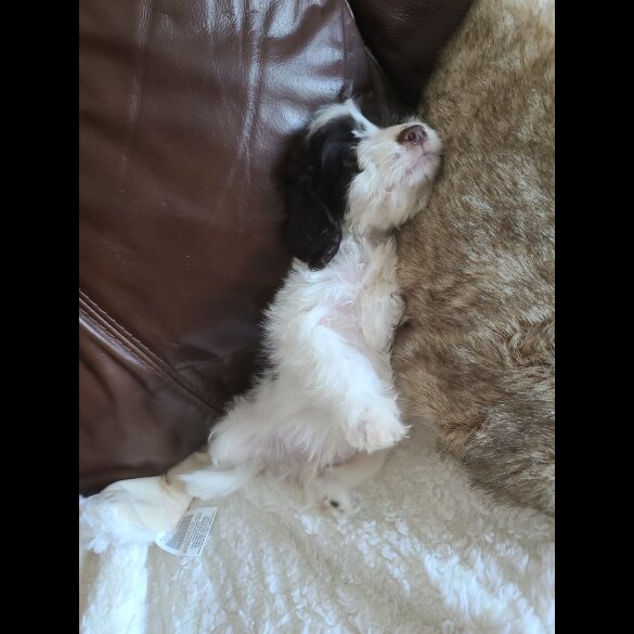 Cockapoo - Both