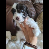 Cockapoo - Both