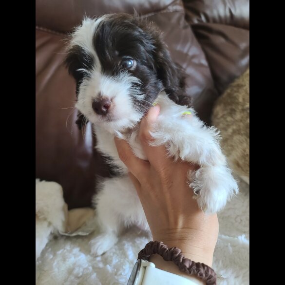 Cockapoo - Both