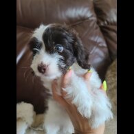 Cockapoo - Both