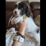 Cockapoo - Both