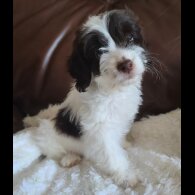 Cockapoo - Both