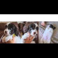 Cockapoo - Both