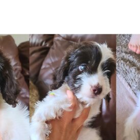 Cockapoo - Both