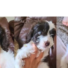 Cockapoo - Both
