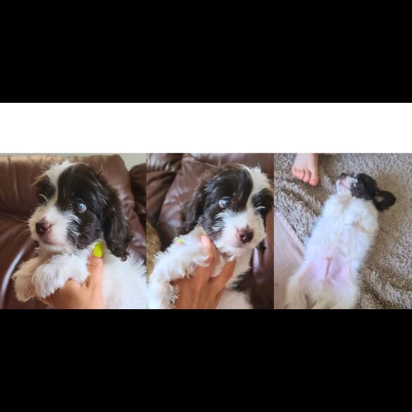 Cockapoo - Both