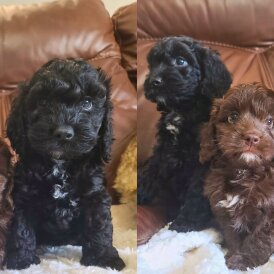 Cockapoo - Both