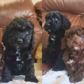 Cockapoo - Both