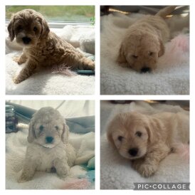 Cockapoo - Both