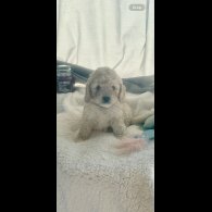 Cockapoo - Both