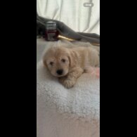 Cockapoo - Both