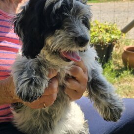 Cockapoo - Both