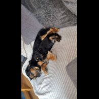 Cocker Spaniel (Working &amp; Show) - Both