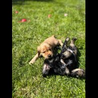 Cocker Spaniel (Working &amp; Show) - Both
