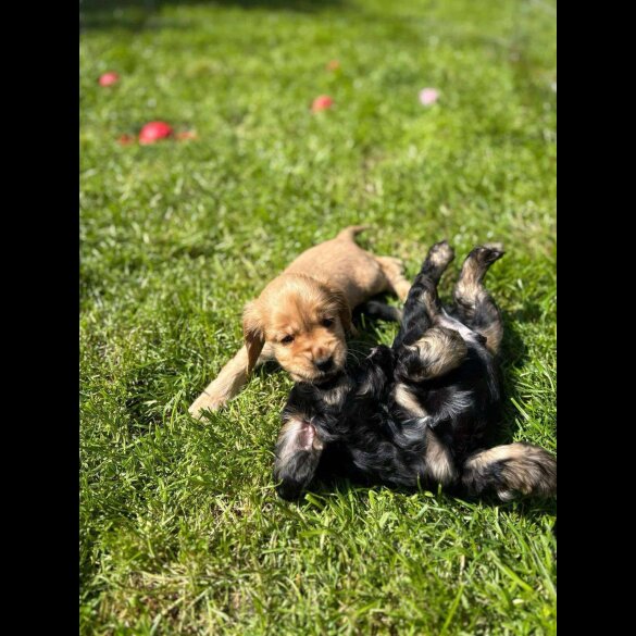 Cocker Spaniel (Working &amp; Show) - Both