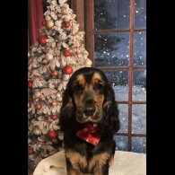 Cocker Spaniel (Working &amp; Show) - Both