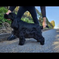 Cocker Spaniel (Working &amp; Show) - Both