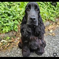 Cocker Spaniel (Working &amp; Show) - Both