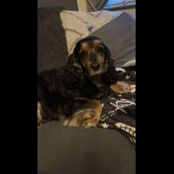 Cocker Spaniel (Working &amp; Show) - Both