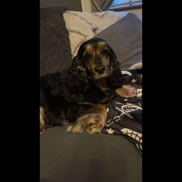 Cocker Spaniel (Working &amp; Show) - Both