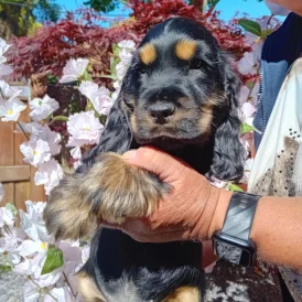 Cocker Spaniel (Working &amp; Show) - Both