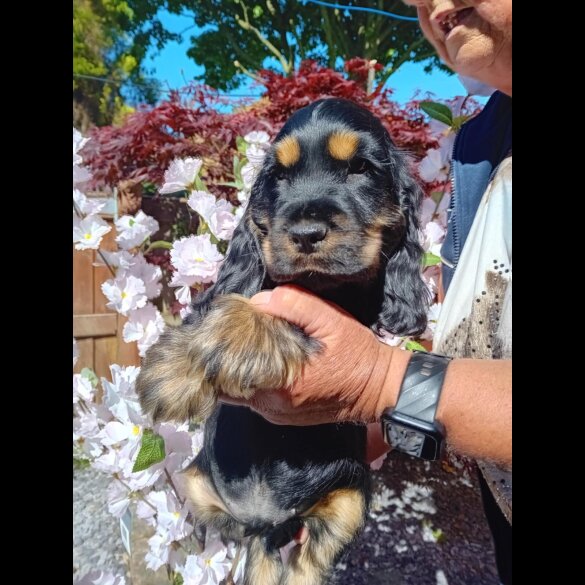 Cocker Spaniel (Working &amp; Show) - Both