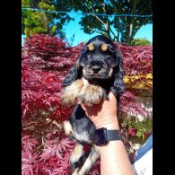 Cocker Spaniel (Working &amp; Show) - Both
