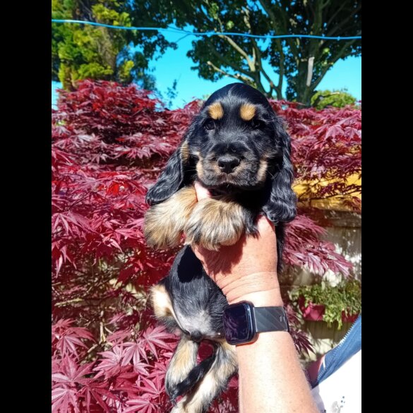 Cocker Spaniel (Working &amp; Show) - Both