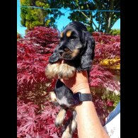 Cocker Spaniel (Working &amp; Show) - Both