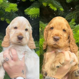 Cocker Spaniel (Working &amp; Show) - Both