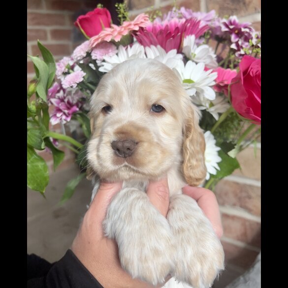 Cocker Spaniel (Working &amp; Show) - Both