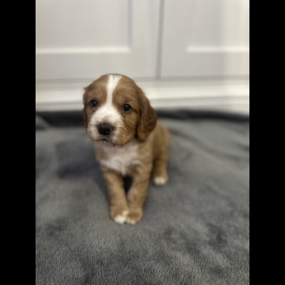 Cocker Spaniel (Working &amp; Show) - Both