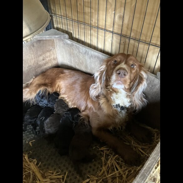 Cocker Spaniel (Working &amp; Show) - Both