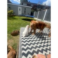 Cocker Spaniel (Working &amp; Show) - Both