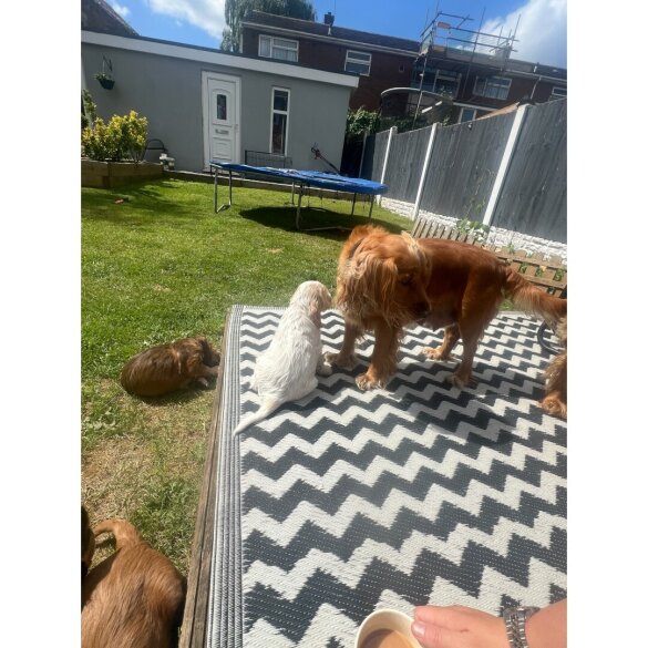 Cocker Spaniel (Working &amp; Show) - Both