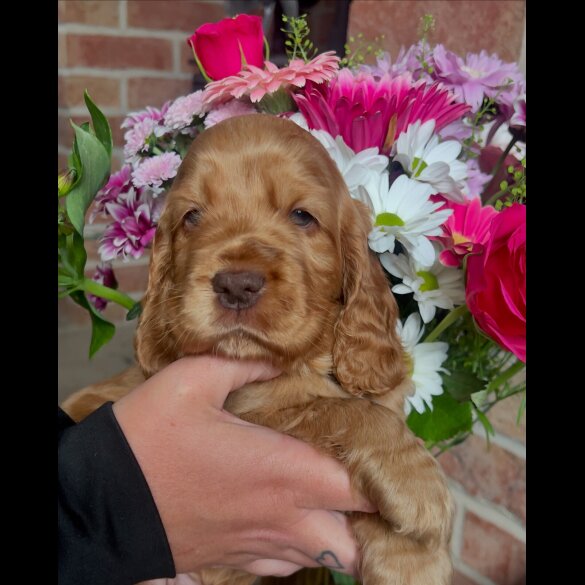 Cocker Spaniel (Working &amp; Show) - Both