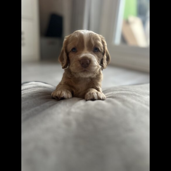 Cocker Spaniel (Working &amp; Show) - Both