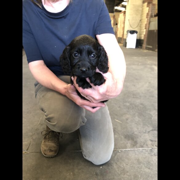 Cocker Spaniel (Working &amp; Show) - Both