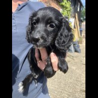 Cocker Spaniel (Working &amp; Show) - Both