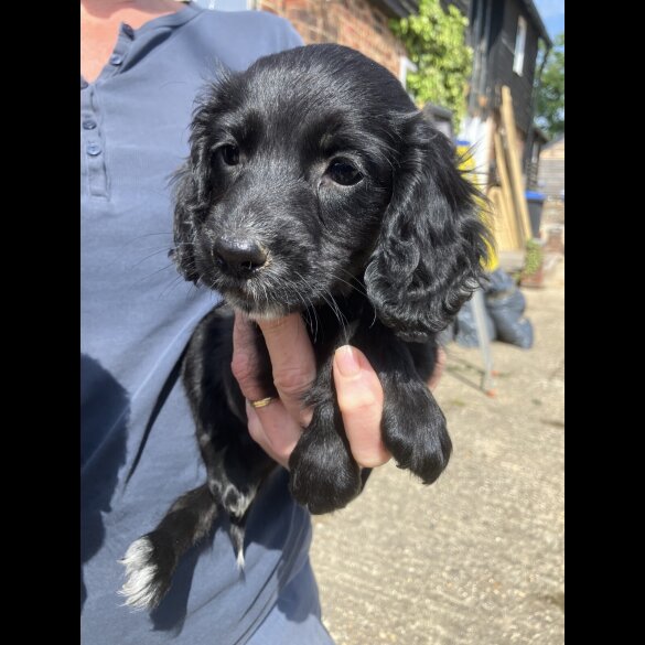 Cocker Spaniel (Working &amp; Show) - Both