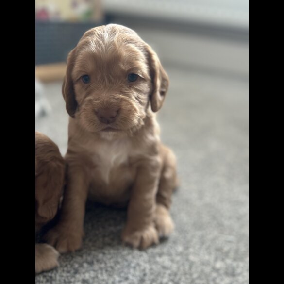Cocker Spaniel (Working &amp; Show) - Both