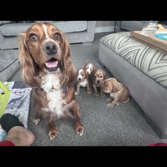 Cocker Spaniel (Working &amp; Show) - Both
