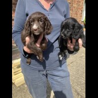 Cocker Spaniel (Working &amp; Show) - Both
